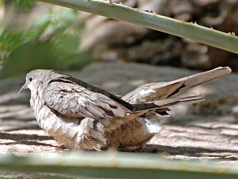 Inca Dove (Columbina inca)