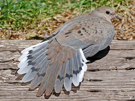 Mourning Dove (Zenaida macroura)