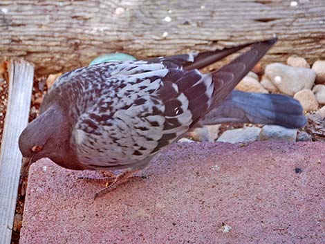 Rock Pigeon (Columba livia)