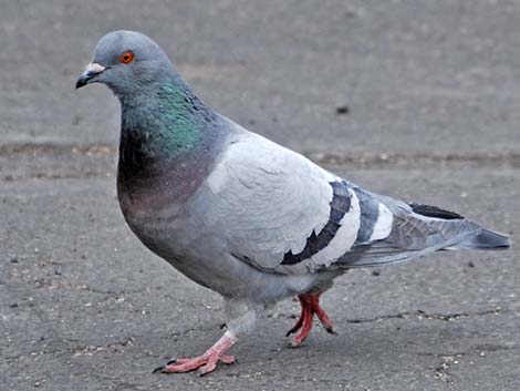 Rock Pigeon (Columba livia)