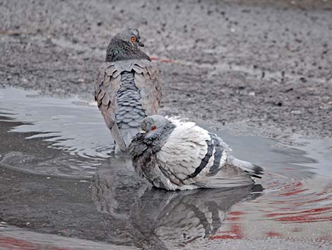 Rock Pigeon (Columba livia)