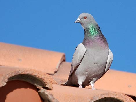 Rock Pigeon (Columba livia)