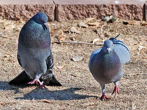 Rock Pigeon (Columba livia)