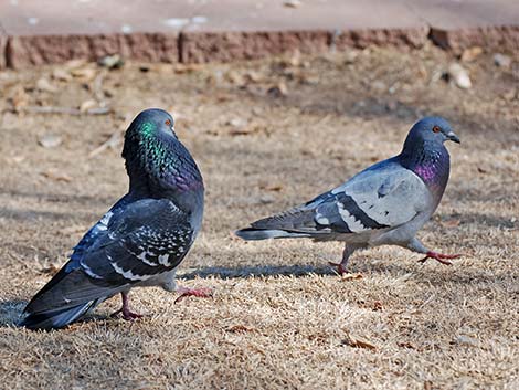 Rock Pigeon (Columba livia)