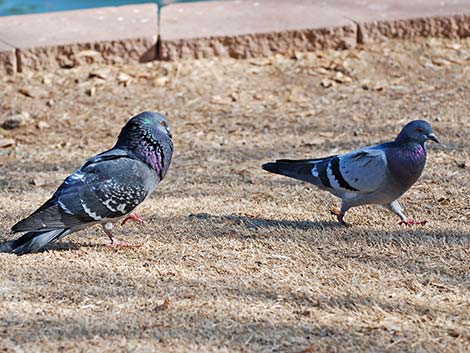 Rock Pigeon (Columba livia)