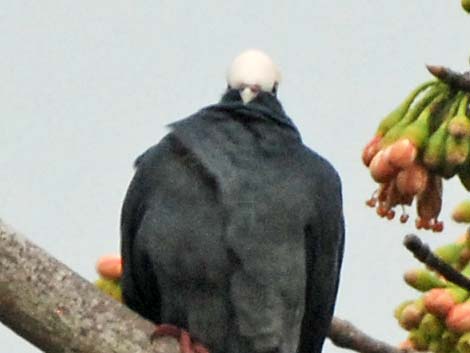 White-crowned Pigeon (Patagioenas leucocephala)