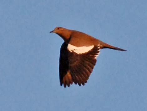 White-winged Dove (Zenaida asiatica)