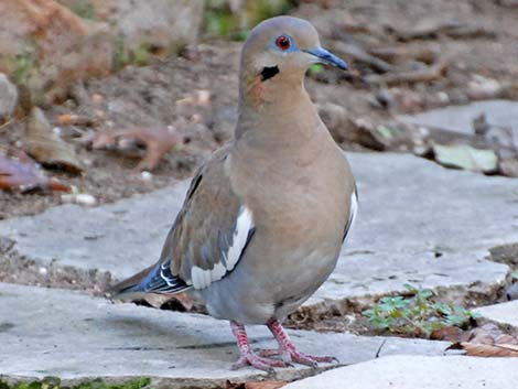 White-winged Dove (Zenaida asiatica)