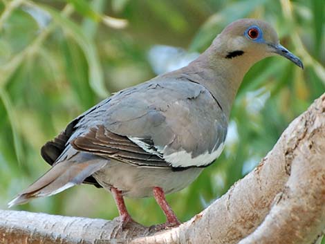 White-winged Dove (Zenaida asiatica)