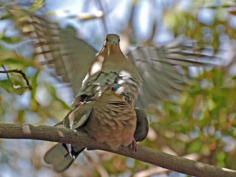 White-winged Dove (Zenaida asiatica)