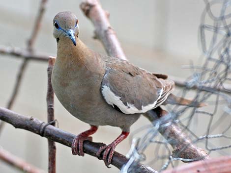 White-winged Dove (Zenaida asiatica)