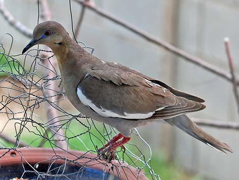 White-winged Dove (Zenaida asiatica)