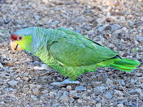 Lilac-crowned Parrot (Amazona finschi)