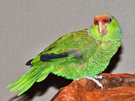 Lilac-crowned Parrot (Amazona finschi)