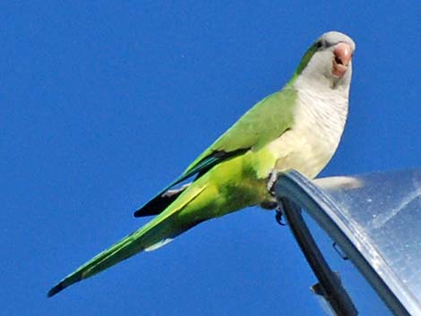 Monk Parakeet (Myiopsitta monachus)