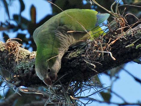 Monk Parakeet (Myiopsitta monachus)