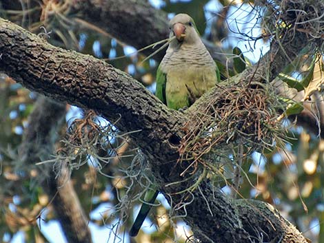 Monk Parakeet (Myiopsitta monachus)