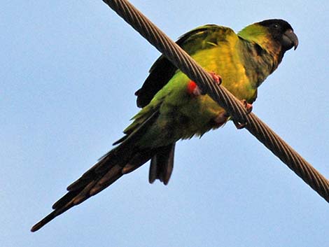 Nanday Parakeet (Nandayus nenday)