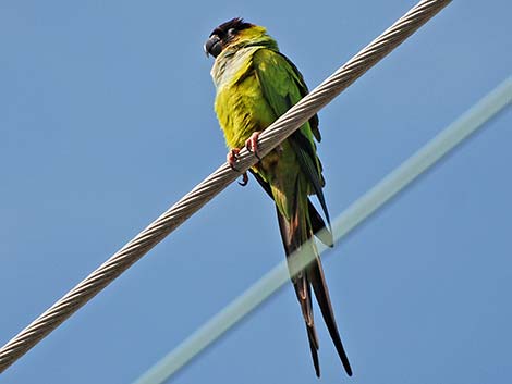Nanday Parakeet (Nandayus nenday)