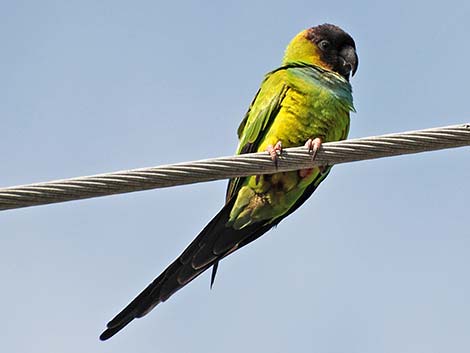 Nanday Parakeet (Nandayus nenday)