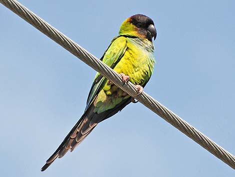 Nanday Parakeet (Nandayus nenday)