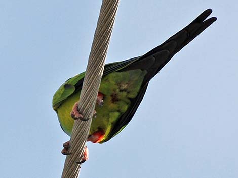 Nanday Parakeet (Nandayus nenday)