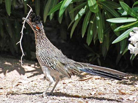 Greater Roadrunner (Geococcyx californianus)