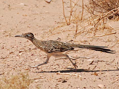 Greater Roadrunner (Geococcyx californianus)