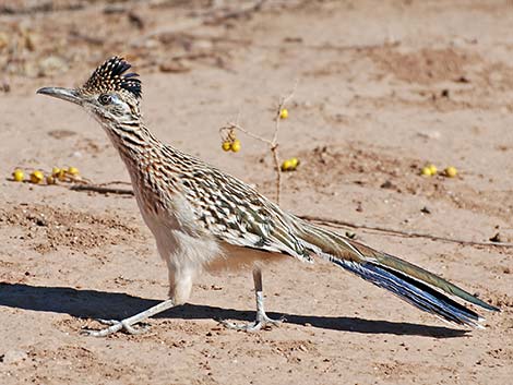 Wildlife Around Las Vegas, Greater Roadrunner (Geococcyx californianus)