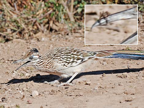 Greater Roadrunner (Geococcyx californianus)