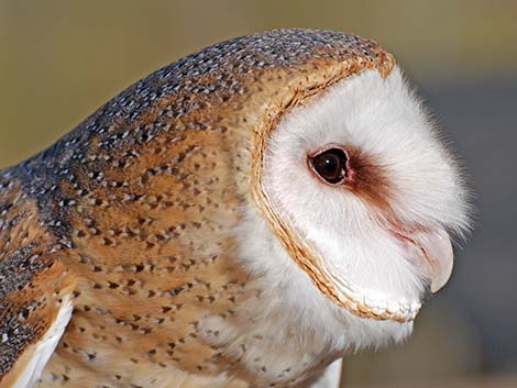 Barn Owl (Tyto alba)