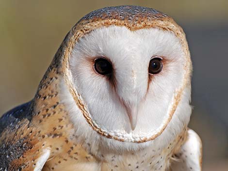 Barn Owl (Tyto alba)