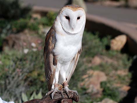 barn owl