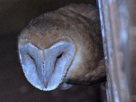 Barn Owl (Tyto alba)