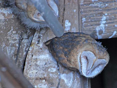 Barn Owl (Tyto alba)