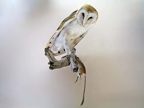 Barn Owl (Tyto alba)