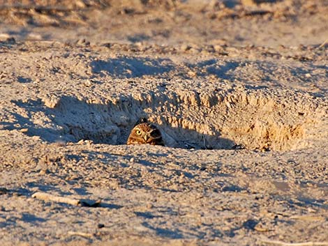 Burrowing Owl (Athene cunicularia)