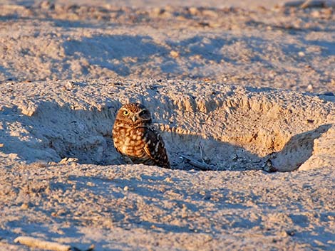 Burrowing Owl (Athene cunicularia)