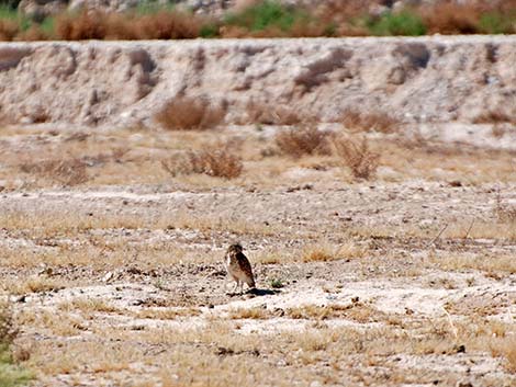 Burrowing Owl (Athene cunicularia)