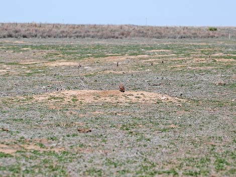 Burrowing Owl (Athene cunicularia)