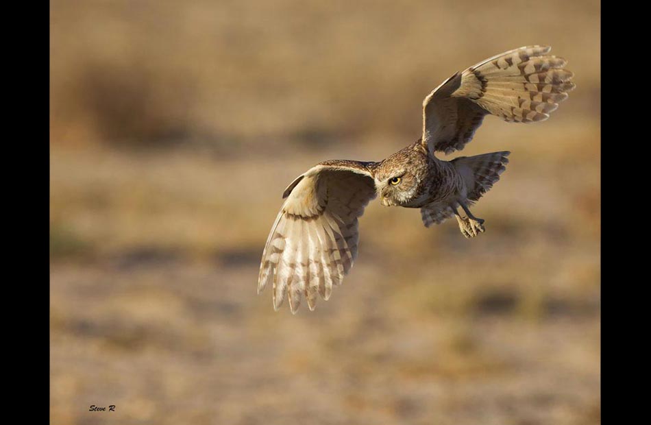 Burrowing Owls (Athene cunicularia)