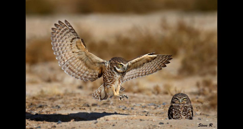 Burrowing Owls (Athene cunicularia)