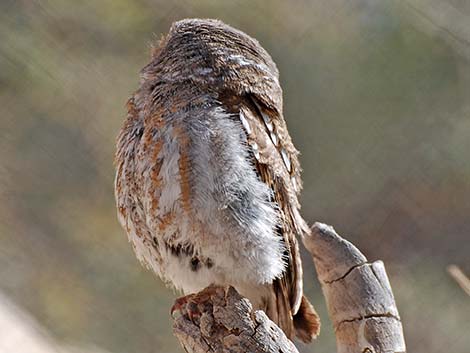 Elf Owls (Micrathene whitneyi)