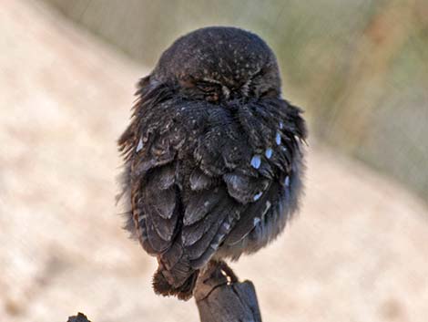 Elf Owls (Micrathene whitneyi)