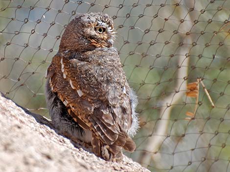 Elf Owls (Micrathene whitneyi)