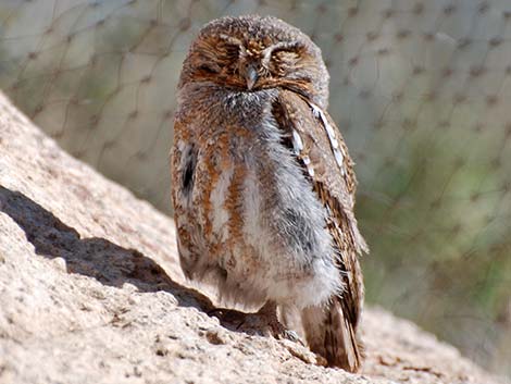 Elf Owls (Micrathene whitneyi)