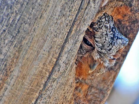 Flammulated Owl (Otus flammeolus)