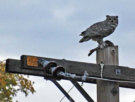 Great Horned Owl (Bubo virginianus)