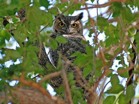 Great Horned Owl (Bubo virginianus)