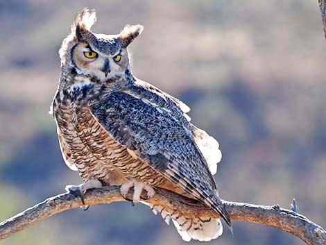 Strigiformes - Owls